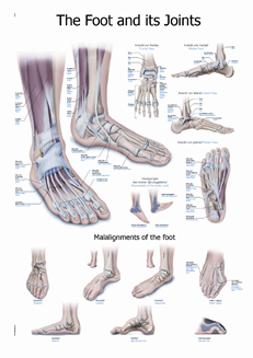 Anatomical Posters