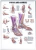 Anatomical Poster - Foot & Ankle