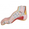 Anatomical Foot Model - High Arched Foot