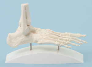 Foot Skeleton