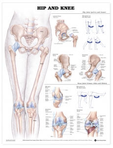 HIP & KNEE INJURIES