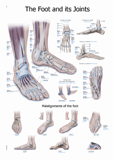 Anatomical Poster - The Foot & its Joints