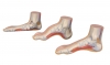 Anatomical Foot Models