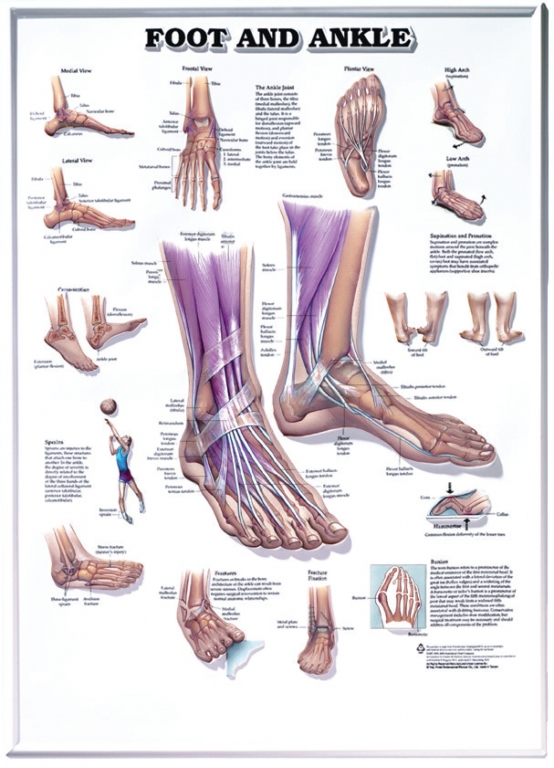 Foot And Ankle Anatomy Diagram